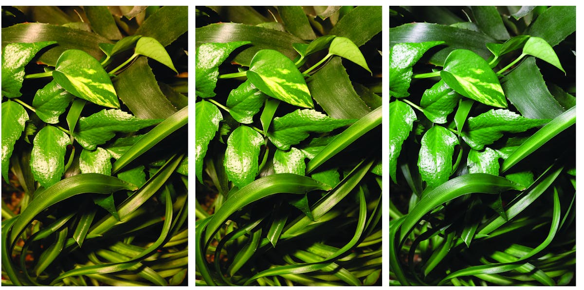 To test LEDs&rsquo; optimal action spectrum for promoting ornamental plant growth, researchers set up seven different models with a plant specimen, LED linear luminaire, spectrometer, and camera. Exposed to different spectral power distribution curves, the researchers photographed the assorted samples to determine which scenarios produced the healthiest plants with the most natural appearance.